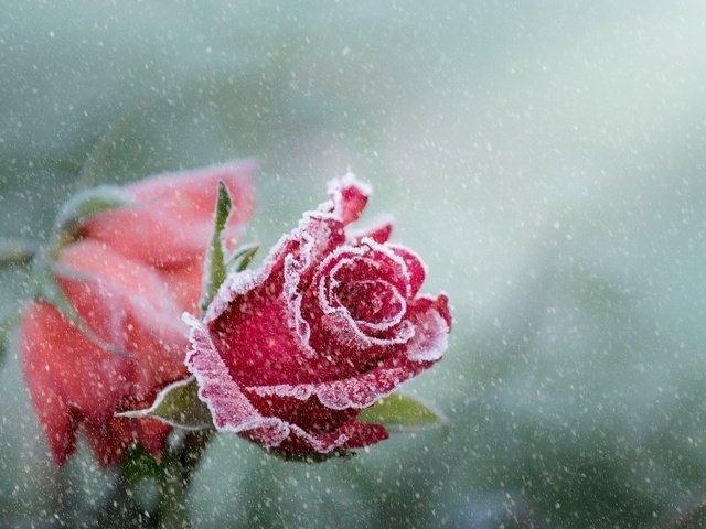 Обои цветы, снег, розы, иней, лепестки, бутон, снегопад, flowers, snow, roses, frost, petals, bud, snowfall разрешение 2560x1653 Загрузить