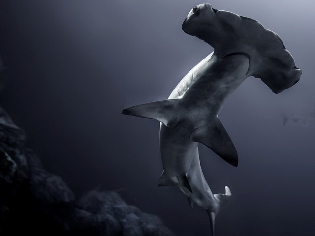 Обои акула, подводный мир, акула-молот, shark, underwater world, hammerhead разрешение 1920x1174 Загрузить