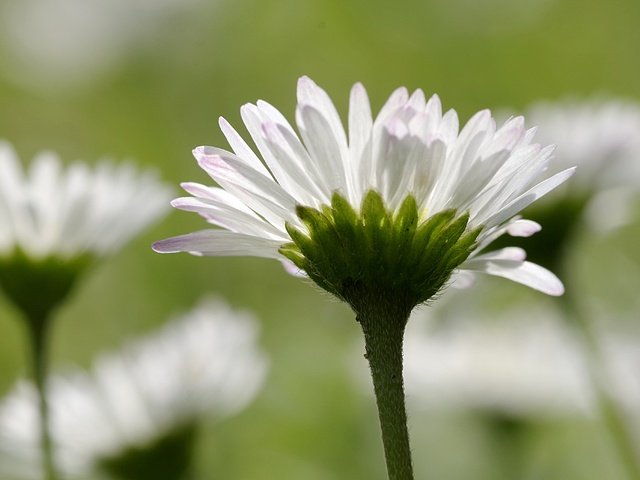 Обои цветы, лепестки, размытость, ромашки, белые, стебли, flowers, petals, blur, chamomile, white, stems разрешение 4208x2720 Загрузить