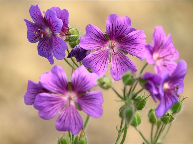 Обои цветы, макро, лепестки, боке, герань, flowers, macro, petals, bokeh, geranium разрешение 2048x1346 Загрузить