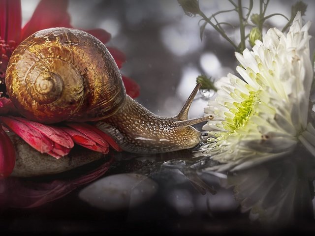 Обои цветы, макро, отражение, улитка, flowers, macro, reflection, snail разрешение 2048x1135 Загрузить