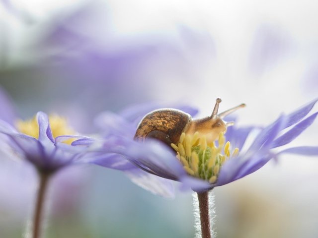 Обои цветы, природа, макро, лепестки, улитка, flowers, nature, macro, petals, snail разрешение 2048x1365 Загрузить