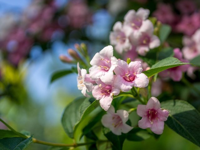 Обои цветы, ветка, листья, лепестки, боке, вейгела, flowers, branch, leaves, petals, bokeh разрешение 2048x1365 Загрузить