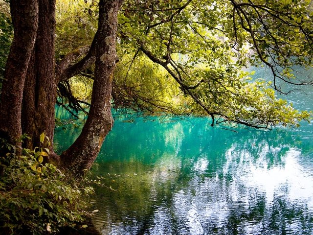Обои деревья, озеро, отражение, ветви, юлия назаренко, trees, lake, reflection, branch, yulia nazarenko разрешение 1920x1280 Загрузить