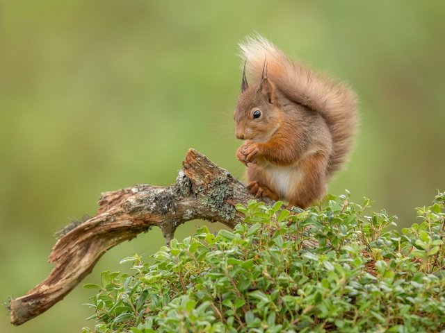 Обои фон, рыжая, белка, коряга, хвост, белочка, грызун, background, red, protein, snag, tail, squirrel, rodent разрешение 2048x1365 Загрузить