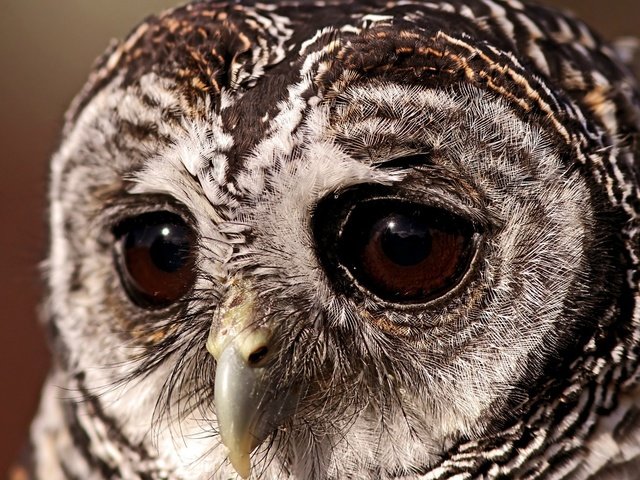Обои глаза, сова, клюв, перья, крупным планом, неясыть, пестрая неясыть, eyes, owl, beak, feathers, closeup, a barred owl разрешение 1920x1200 Загрузить