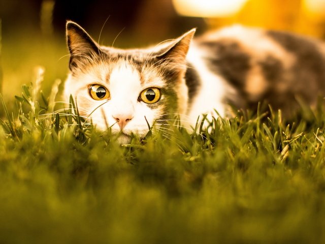 Обои трава, усы, кошка, взгляд, засада, трехцветная, желтые глаза, grass, mustache, cat, look, ambush, tri-color, yellow eyes разрешение 2586x1600 Загрузить