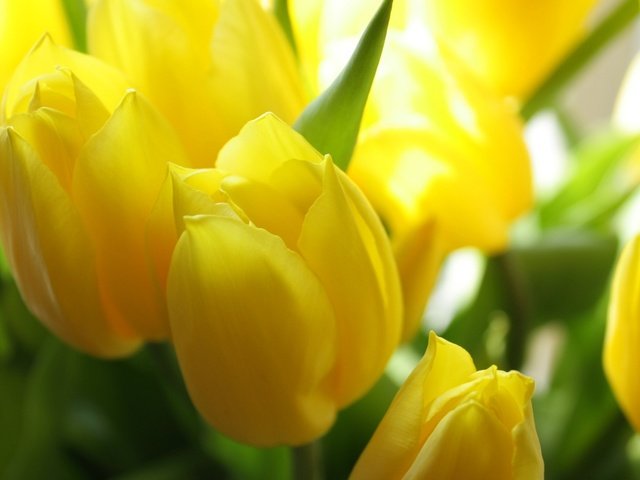 Обои цветы, лепестки, весна, тюльпаны, flowers, petals, spring, tulips разрешение 1920x1200 Загрузить