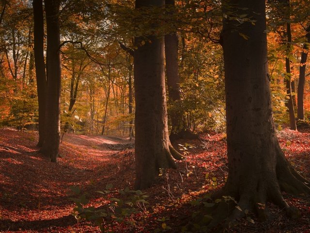 Обои деревья, лес, стволы, осень, сша, trees, forest, trunks, autumn, usa разрешение 1920x1200 Загрузить