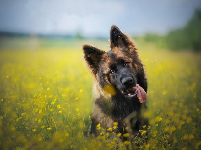 Обои морда, цветы, собака, луг, язык, немецкая овчарка, face, flowers, dog, meadow, language, german shepherd разрешение 2048x1365 Загрузить