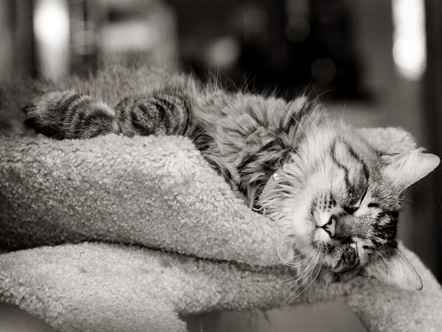 Обои морда, усы, шерсть, лапы, кошка, чёрно-белое, сон, face, mustache, wool, paws, cat, black and white, sleep разрешение 2639x1867 Загрузить