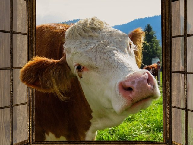 Обои морда, окно, любопытство, корова, ферма, face, window, curiosity, cow, farm разрешение 1920x1080 Загрузить