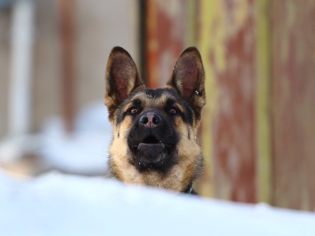 Обои взгляд, собака, немецкая овчарка, овчарка, look, dog, german shepherd, shepherd разрешение 1920x1200 Загрузить