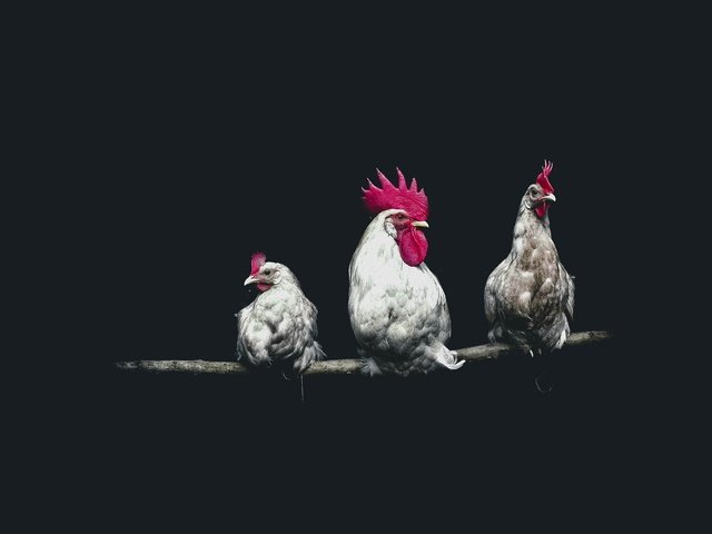 Обои птицы, черный фон, петух, курицы, birds, black background, cock, chicken разрешение 2000x1333 Загрузить