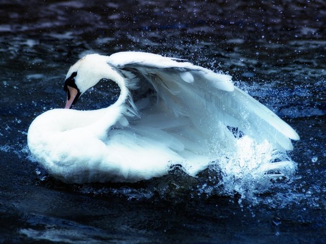 Обои вода, птица, клюв, перья, плавание, лебедь, брызги воды, water, bird, beak, feathers, swimming, swan, water splashes разрешение 3888x2592 Загрузить