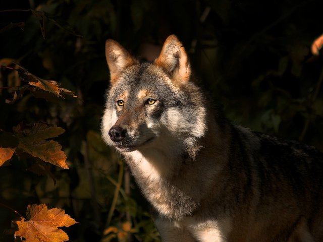 Обои природа, листья, взгляд, осень, хищник, животное, волк, nature, leaves, look, autumn, predator, animal, wolf разрешение 2048x1141 Загрузить