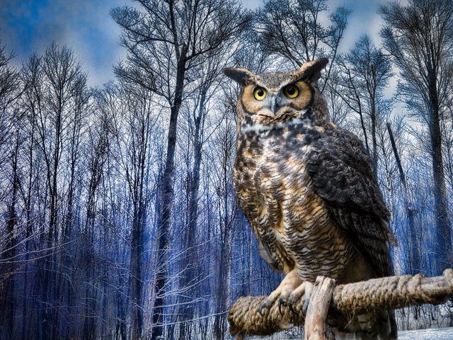 Обои сова, зима, птица, виргинский филин, рогатая, хищная птица, owl, winter, bird, virgin filin, horny, bird of prey разрешение 1920x1200 Загрузить