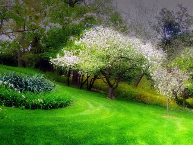 Обои трава, деревья, цветение, парк, весна, клумба, grass, trees, flowering, park, spring, flowerbed разрешение 1935x1451 Загрузить