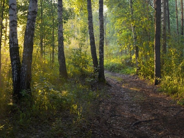 Обои лес, утро, березы, тропинка, irina shapronova, утренний свет, forest, morning, birch, path разрешение 2282x1080 Загрузить