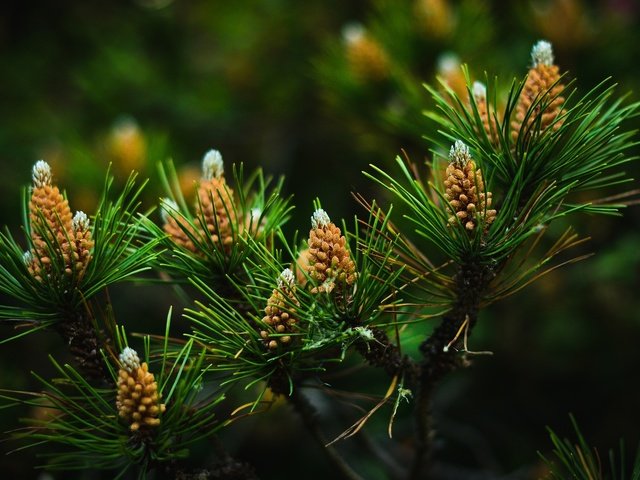 Обои ветка, природа, хвоя, фон, шишки, иголки, сосна, branch, nature, needles, background, bumps, pine разрешение 2560x1440 Загрузить