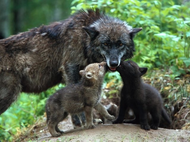 Обои семья, забота, волки, волк, волчица, детеныши, волчата, family, care, wolves, wolf, cubs, the cubs разрешение 1920x1280 Загрузить