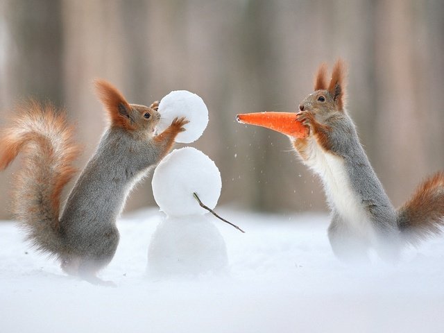 Обои снег, зима, снеговик, юмор, хвост, морковка, белки, белочки, snow, winter, snowman, humor, tail, carrot, proteins, squirrels разрешение 1920x1200 Загрузить