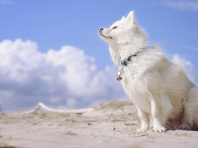 Обои небо, облака, собака, финский лаппхунд, лопарская лайка, the sky, clouds, dog, finnish lapphund, loparskaya husky разрешение 2880x1800 Загрузить