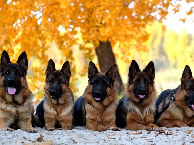 Обои листья, осень, собаки, немецкая овчарка, leaves, autumn, dogs, german shepherd разрешение 1920x1200 Загрузить