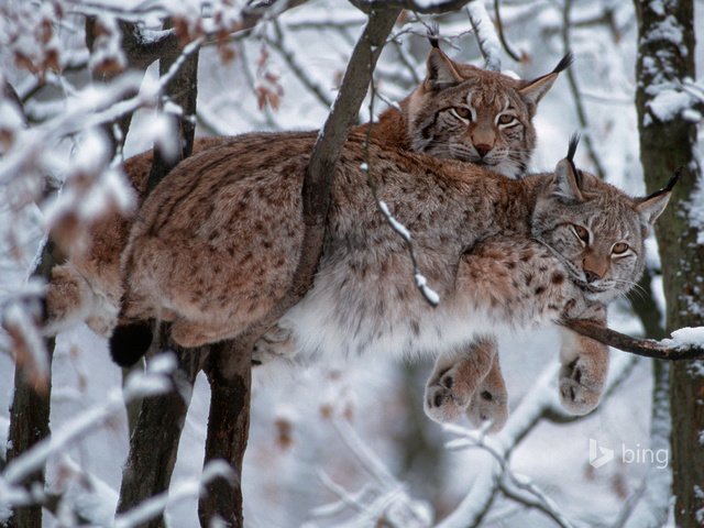 Обои деревья, рыси, bing, снег, лес, зима, рысь, ветки, хищник, большая кошка, trees, snow, forest, winter, lynx, branches, predator, big cat разрешение 1920x1200 Загрузить