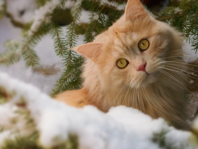 Обои глаза, снег, природа, зима, кот, усы, кошка, взгляд, рыжий, red, eyes, snow, nature, winter, cat, mustache, look разрешение 2880x1800 Загрузить