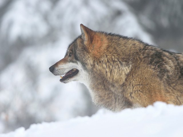 Обои морда, снег, зима, взгляд, хищник, профиль, волк, face, snow, winter, look, predator, profile, wolf разрешение 1920x1200 Загрузить