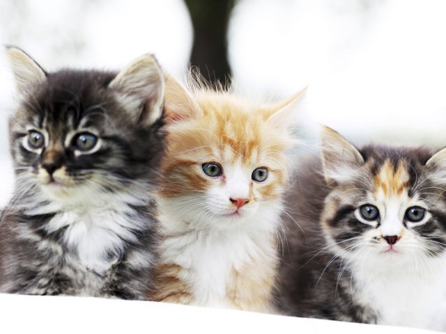 Обои глаза, фон, мордочка, усы, кошка, взгляд, коты, кошки, котята, kittens, eyes, background, muzzle, mustache, cat, look, cats разрешение 2560x1600 Загрузить