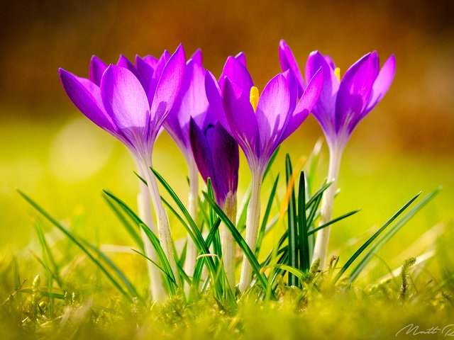 Обои цветы, трава, весна, крокусы, flowers, grass, spring, crocuses разрешение 1920x1200 Загрузить