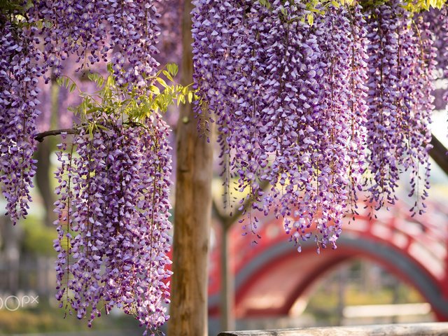 Обои цветы, цветение, весна, глициния, вистерия, flowers, flowering, spring, wisteria разрешение 1920x1200 Загрузить