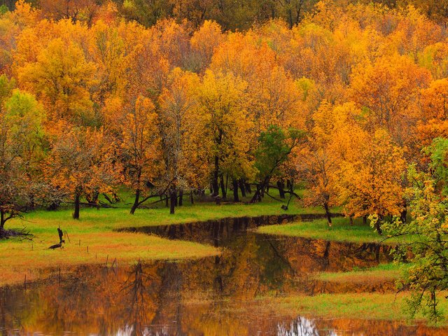 Обои деревья, река, природа, лес, пейзаж, осень, trees, river, nature, forest, landscape, autumn разрешение 1920x1200 Загрузить