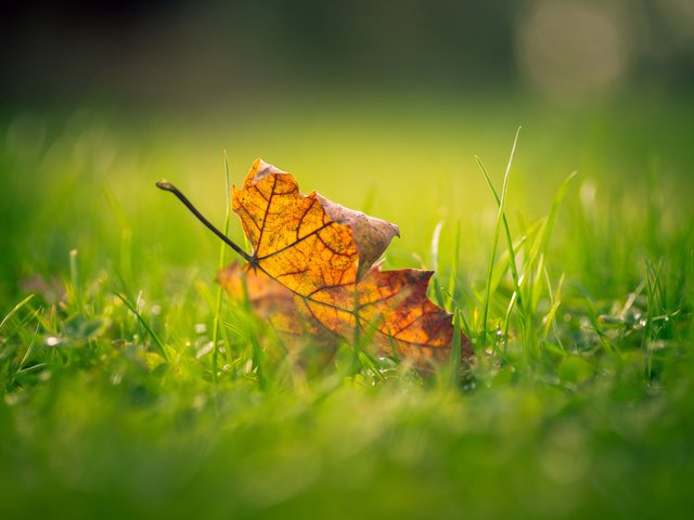 Обои трава, макро, осень, лист, размытость, кленовый лист, grass, macro, autumn, sheet, blur, maple leaf разрешение 1920x1200 Загрузить