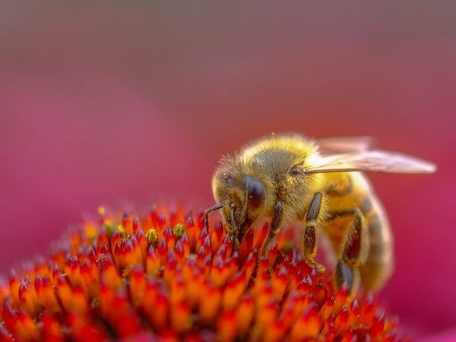 Обои насекомое, цветок, пчела, пыльца, эхинацея, insect, flower, bee, pollen, echinacea разрешение 2955x1741 Загрузить