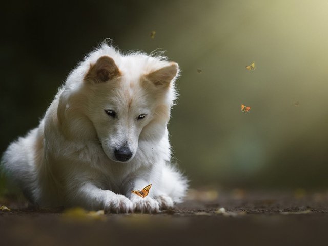 Обои свет, природа, собака, бабочки, животное, пес, birgit chytracek, light, nature, dog, butterfly, animal разрешение 2000x1125 Загрузить