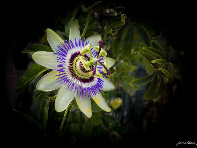 Обои цветок, черный фон, пассифлора, flower, black background, passionflower разрешение 5464x3525 Загрузить