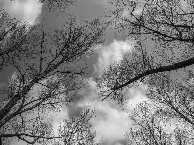 Обои небо, деревья, пейзаж, ветки, ветви, чёрно-белое, the sky, trees, landscape, branches, branch, black and white разрешение 4896x2760 Загрузить