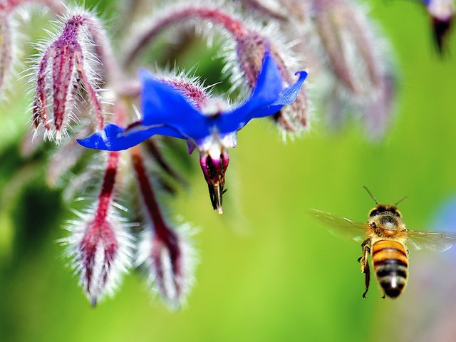 Обои цветы, насекомое, крылья, пчела, flowers, insect, wings, bee разрешение 2048x1151 Загрузить