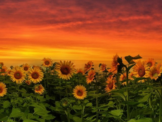 Обои природа, закат, подсолнух, подсолнухи, желтые цветы, nature, sunset, sunflower, sunflowers, yellow flowers разрешение 1920x1080 Загрузить