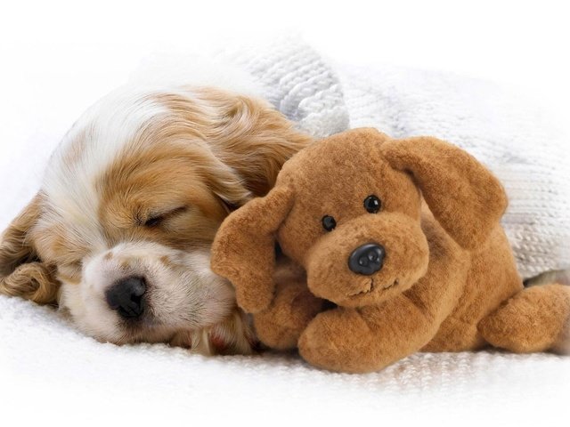 Обои собака, спит, игрушка, щенок, нос, кокер-спаниель, dog, sleeping, toy, puppy, nose, cocker spaniel разрешение 1920x1080 Загрузить