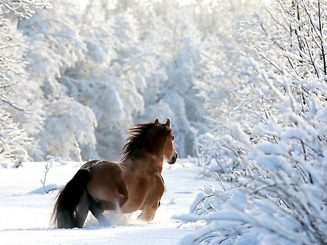 Обои лошадь, деревья, снег, лес, зима, ветки, конь, horse, trees, snow, forest, winter, branches разрешение 1920x1200 Загрузить