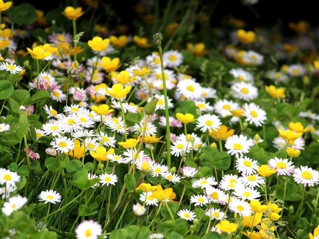 Обои клевер, ромашки, полевые цветы, лютики, clover, chamomile, wildflowers, buttercups разрешение 2560x1600 Загрузить