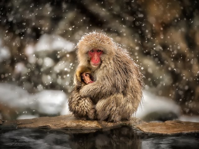 Обои снег, зима, ребенок, обезьяны, мать, японский макак, snow, winter, child, monkey, mother, japanese macaques разрешение 1920x1280 Загрузить