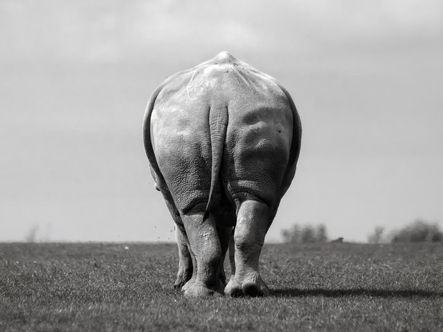 Обои слон, чёрно-белое, вид сзади, elephant, black and white, rear view разрешение 2048x1365 Загрузить
