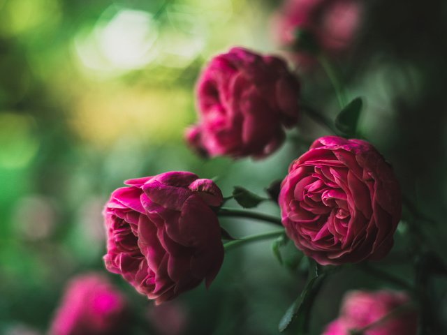 Обои цветы, макро, розы, размытость, stefan petershofer, flowers, macro, roses, blur разрешение 1920x1200 Загрузить
