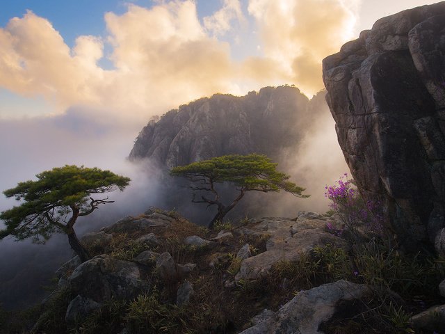 Обои небо, туман, цветы, облака, деревья, горы, скалы, природа, утро, the sky, fog, flowers, clouds, trees, mountains, rocks, nature, morning разрешение 1920x1200 Загрузить