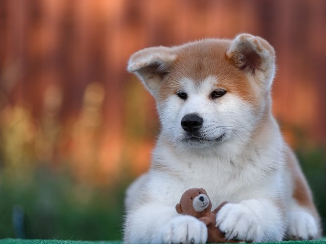Обои собака, игрушка, щенок, акита-ину, акита, dog, toy, puppy, akita inu, akita разрешение 2880x1800 Загрузить